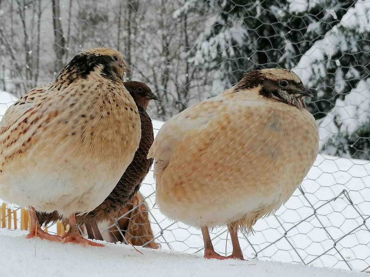 Appartamento Accogliente Di Montagna A Cavagnago ファイド エクステリア 写真